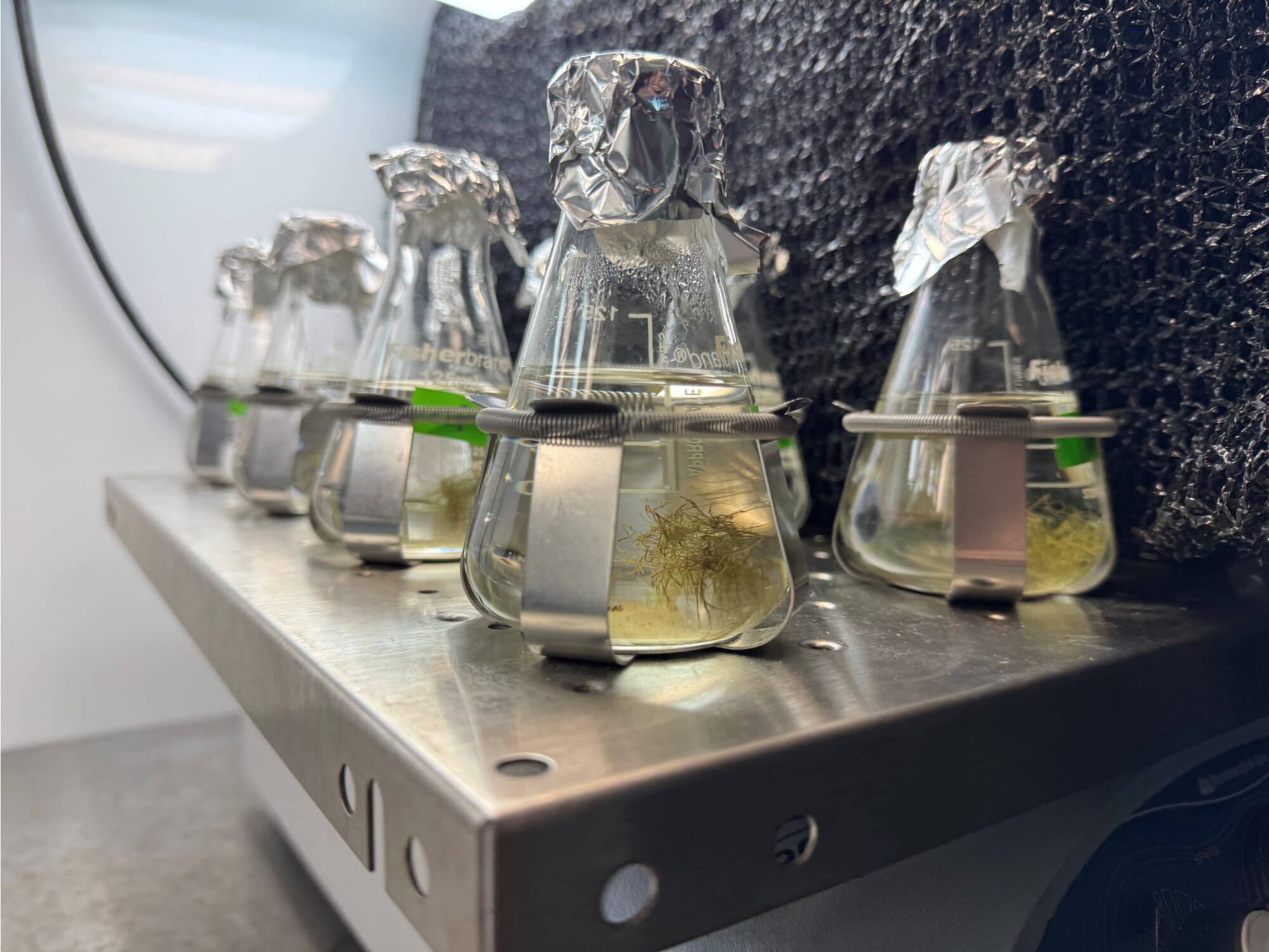 Flasks on a laboratory shaker table containing water and algae samples.